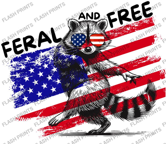 Feral And Free Raccoon - Adult
