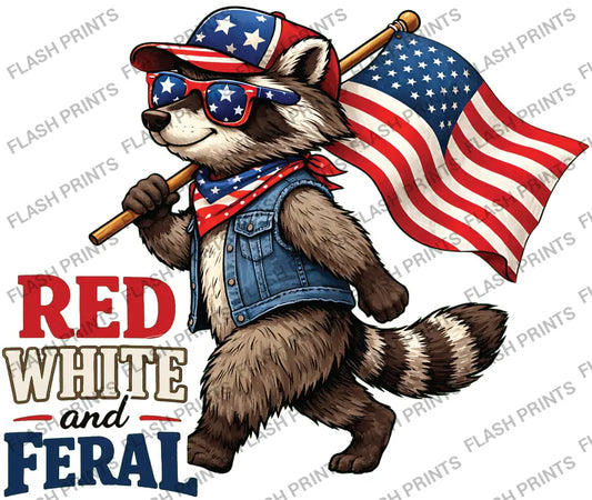 Red White and Feral Raccoon - Adult